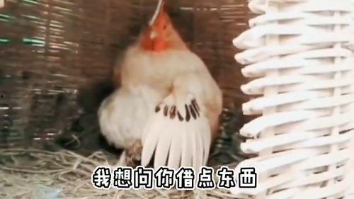 图片搞笑老母鸡,鸡界“喜剧之王”的爆笑日常