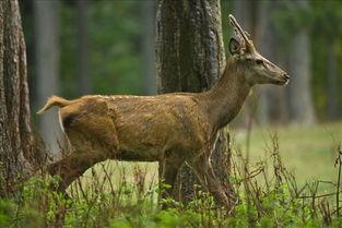 母鹿图片,自然界的温柔守护者