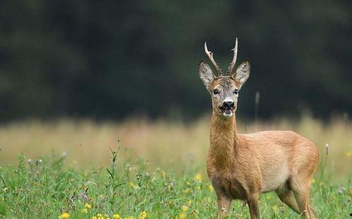 傻狍子视频搞笑,笑料百出，欢乐无限