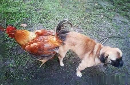 鸡飞狗跳图片,一场欢乐的乡村闹剧